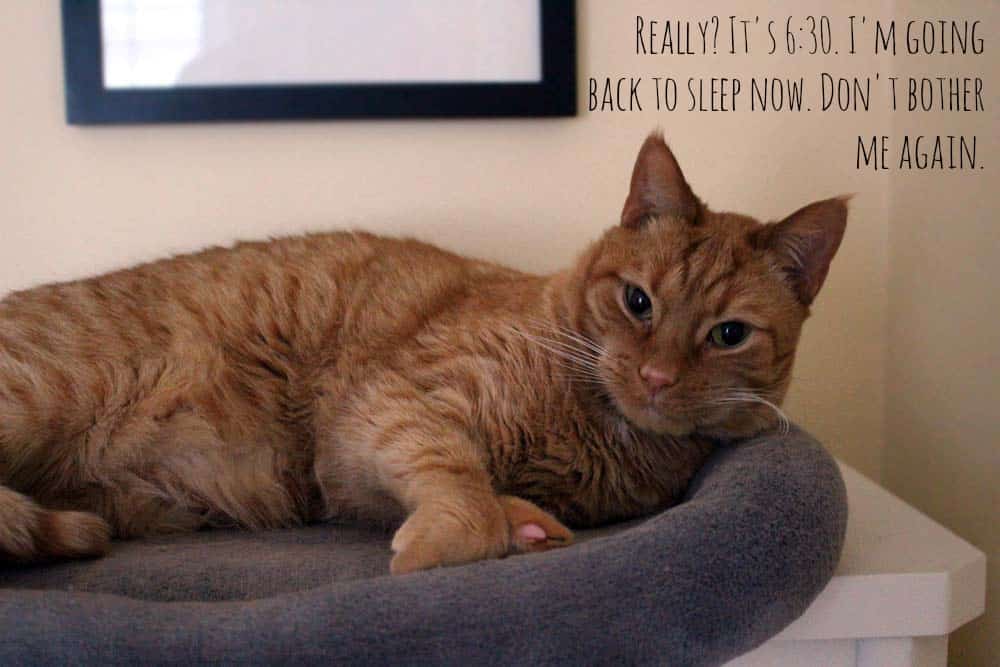 Orange tabby cat laying down and looking at camera, with overlaid text that reads "Really? It's 6:30.I'm going back to sleep now. Don't bother me again."