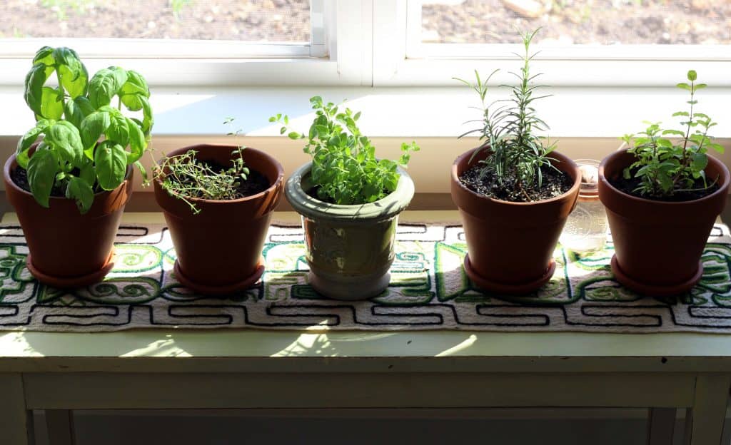 herb garden in window